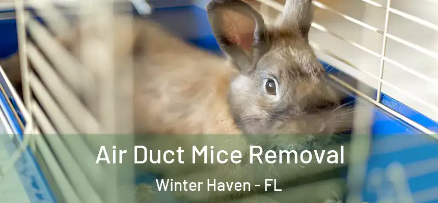 Air Duct Mice Removal Winter Haven - FL