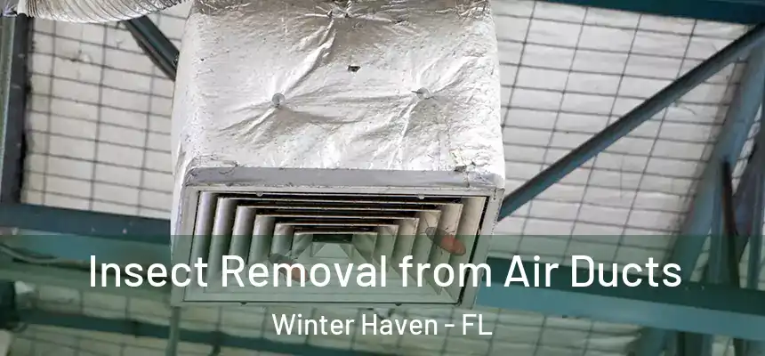 Insect Removal from Air Ducts Winter Haven - FL