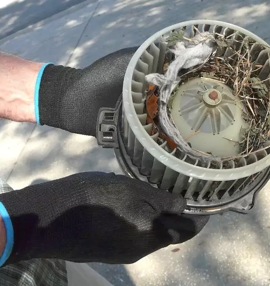 About Air Duct Mice Removal in Winter Haven, FL